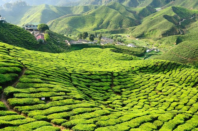 🌿 Singapore to Cameron Highlands: $1,100 (One-Way) / $2,000 (Round-Trip)